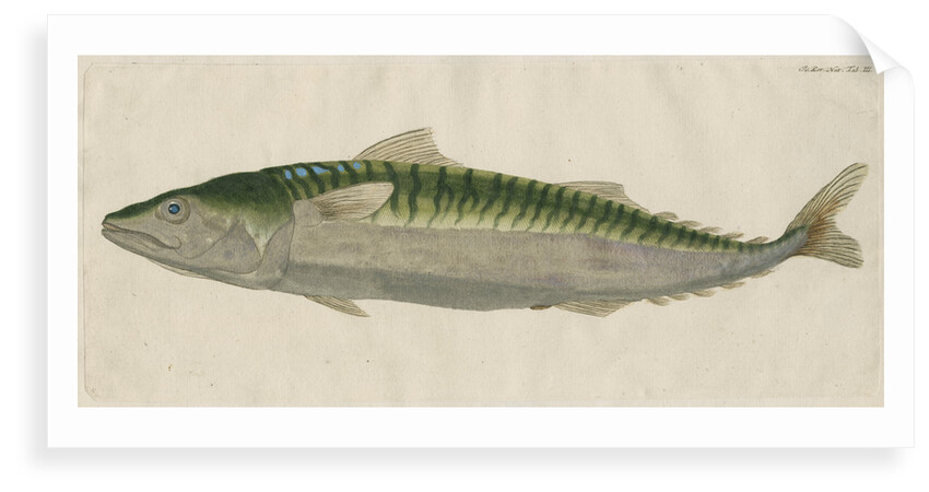 'Le Maquereau' [Atlantic mackerel] by Anonymous