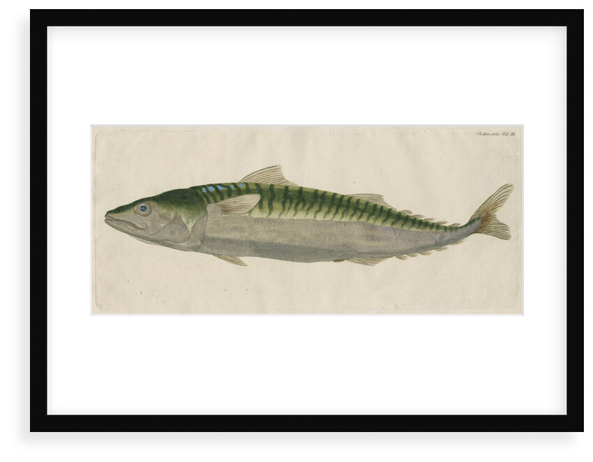 'Le Maquereau' [Atlantic mackerel] by Anonymous