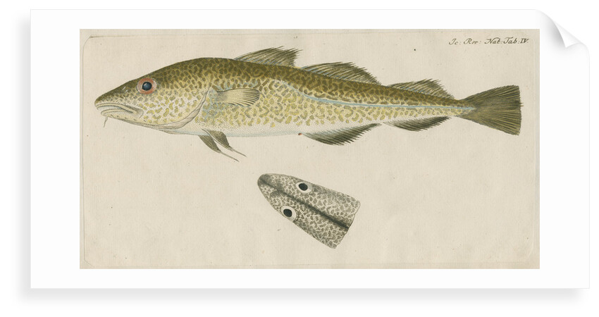 'Le Torsk' [juvenile Atlantic cod?] by Anonymous