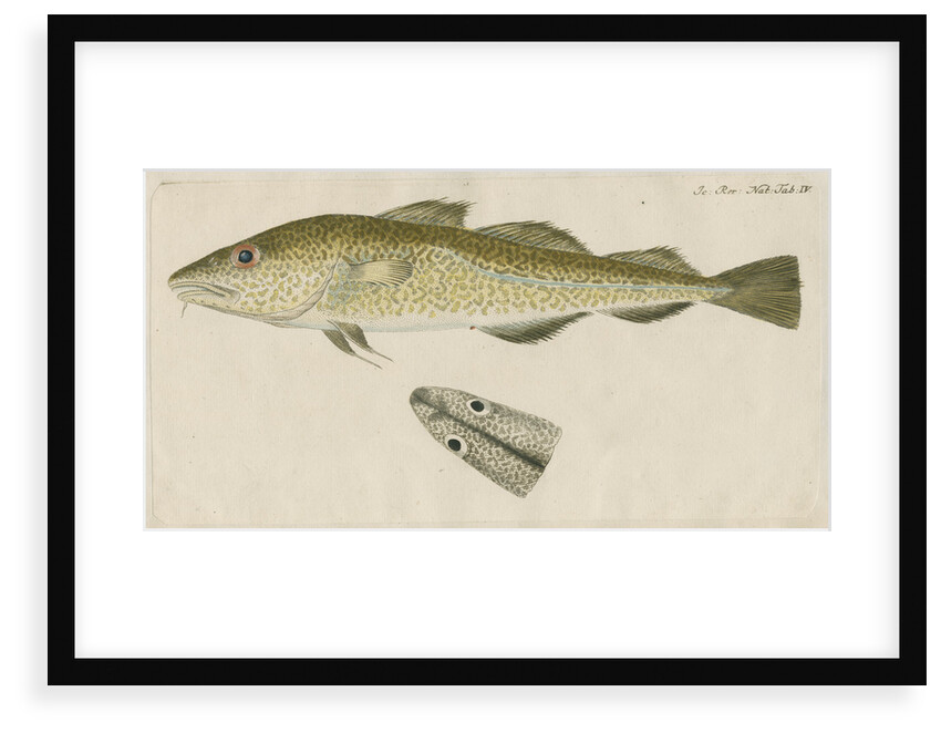 'Le Torsk' [juvenile Atlantic cod?] by Anonymous