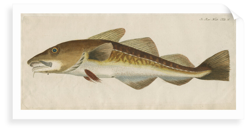 'Le Titling' [adult Atlantic cod?] by Anonymous