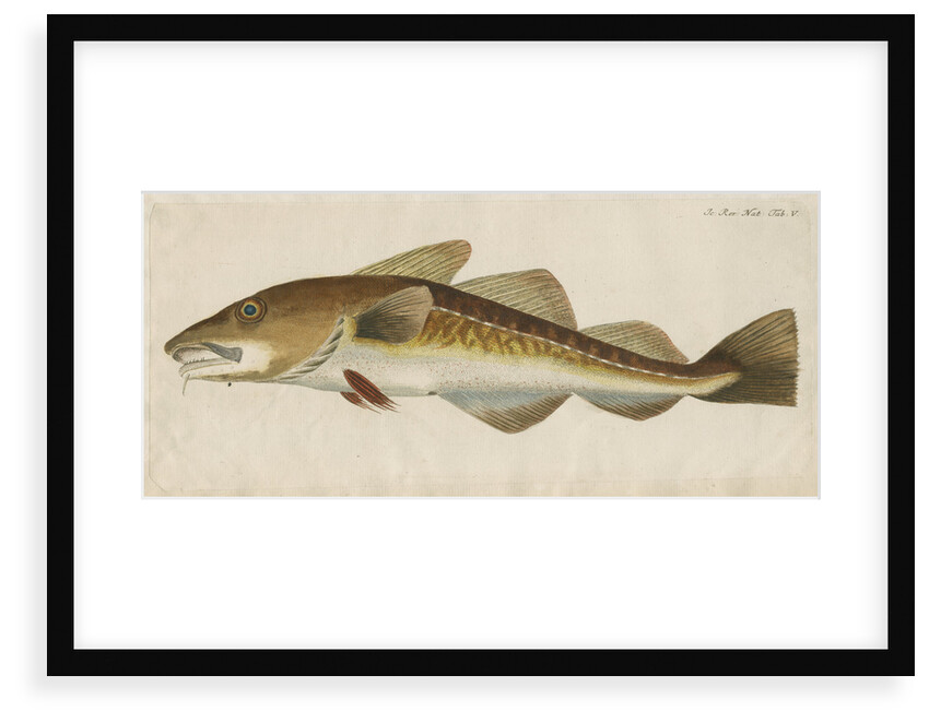 'Le Titling' [adult Atlantic cod?] by Anonymous