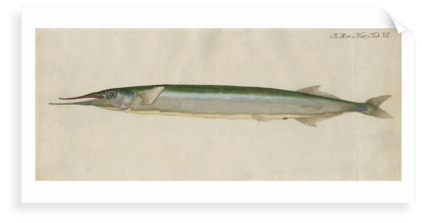 'L'Orphie' [Garfish by Anonymous