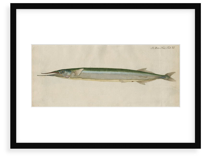 'L'Orphie' [Garfish by Anonymous