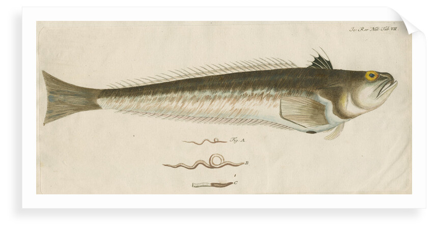 'La Vive, ou Dragon de Mer' [Greater weaver] by Anonymous