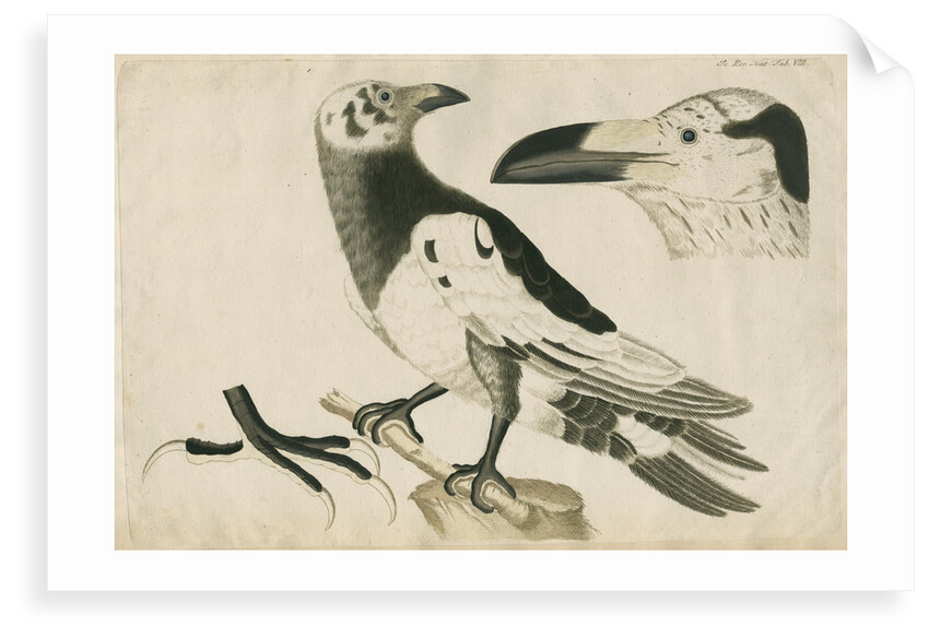 'Le Corbeau Blanc de Ferroe' [Pied or White Raven] by Anonymous