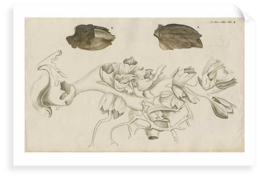 'La Tulipe de Mer' [Barnacle] by Anonymous