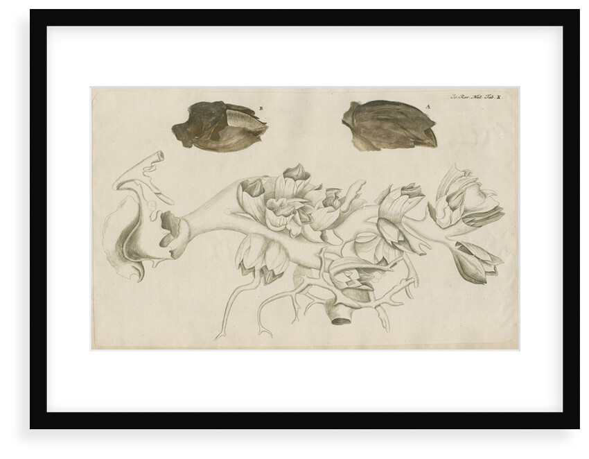 'La Tulipe de Mer' [Barnacle] by Anonymous