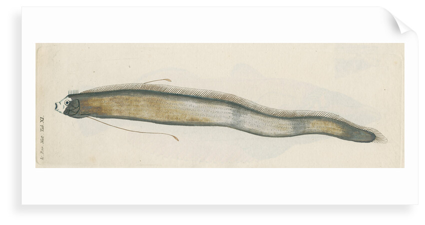 'Le Roi des Harengs' [Oarfish] by Anonymous