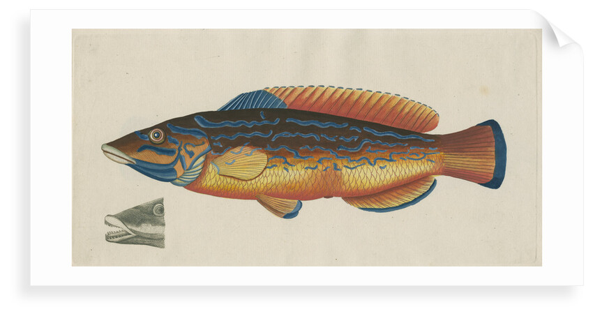 'Le Paon Bleu' [Cuckoo wrasse] by Anonymous