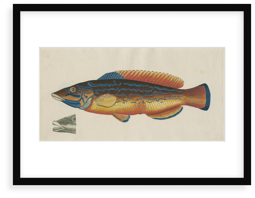 'Le Paon Bleu' [Cuckoo wrasse] by Anonymous