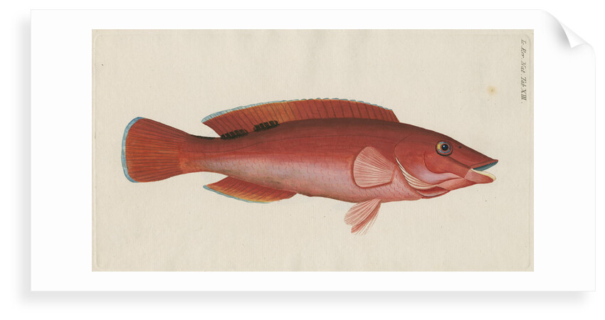 'Paon Rouge' [Cuckoo wrasse] by Anonymous