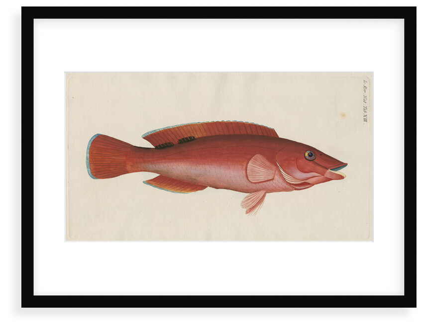 'Paon Rouge' [Cuckoo wrasse] by Anonymous
