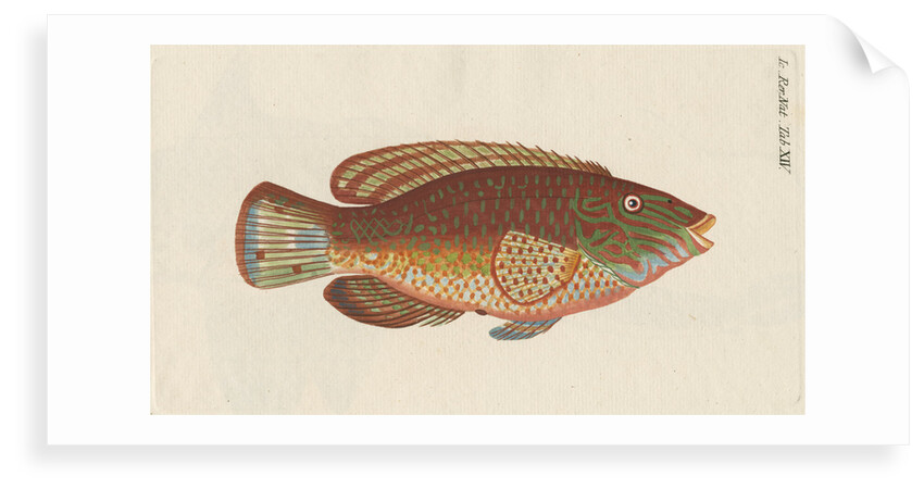 'Le Rone, ou la Carousse de Mer' [Corkwing wrasse] by Anonymous