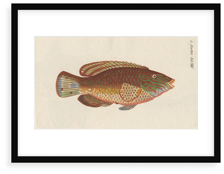 'Le Rone, ou la Carousse de Mer' [Corkwing wrasse] by Anonymous