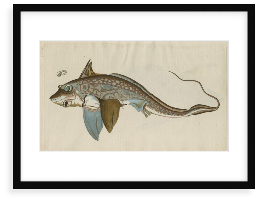 'La Chimere' [Rabbitfish] by Anonymous