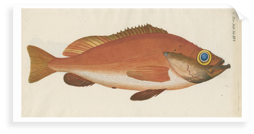 'Perche Rouge ou Norvegienne' [Rose fish] by Anonymous