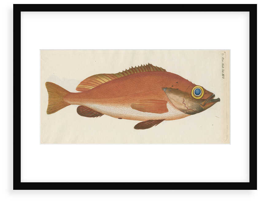 'Perche Rouge ou Norvegienne' [Rose fish] by Anonymous