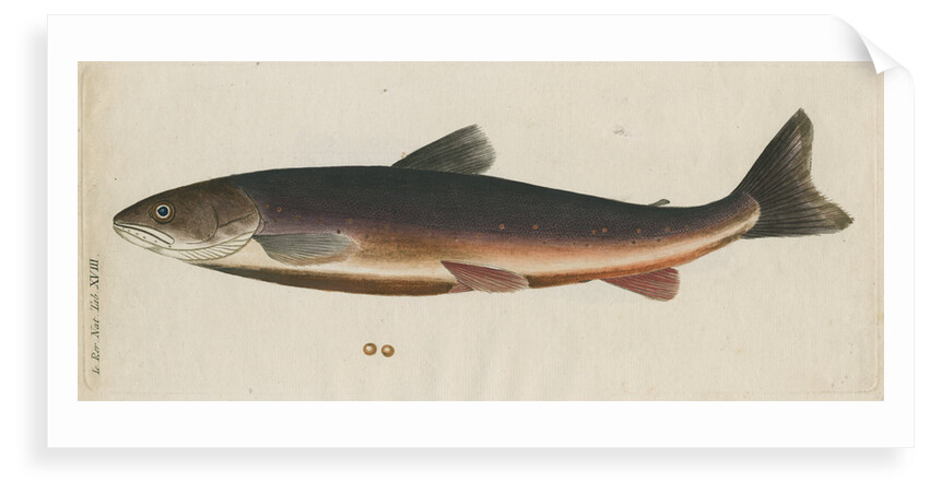 'L'Omble, La Roie, ou Salmomet des Alpes' [Arctic char] by Anonymous