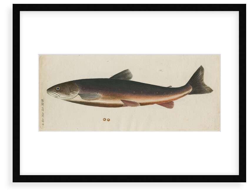 'L'Omble, La Roie, ou Salmomet des Alpes' [Arctic char] by Anonymous