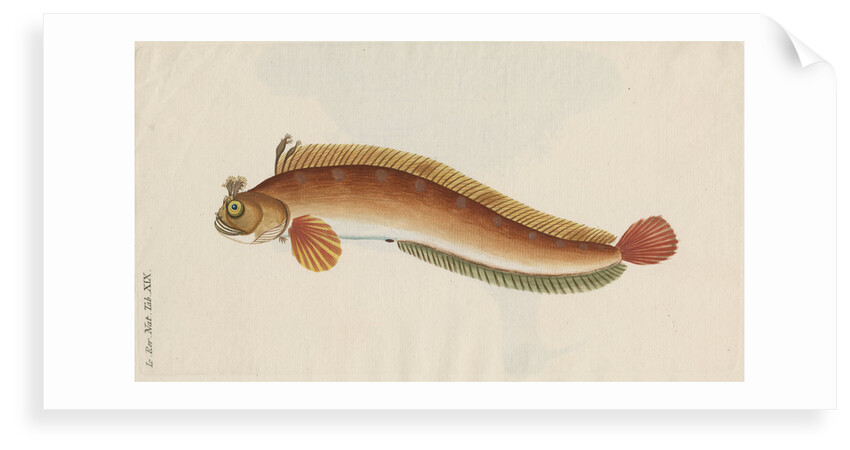 'Brosme Toupee, or Galerite' [Blenny] by Anonymous
