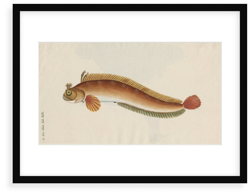 'Brosme Toupee, or Galerite' [Blenny] by Anonymous