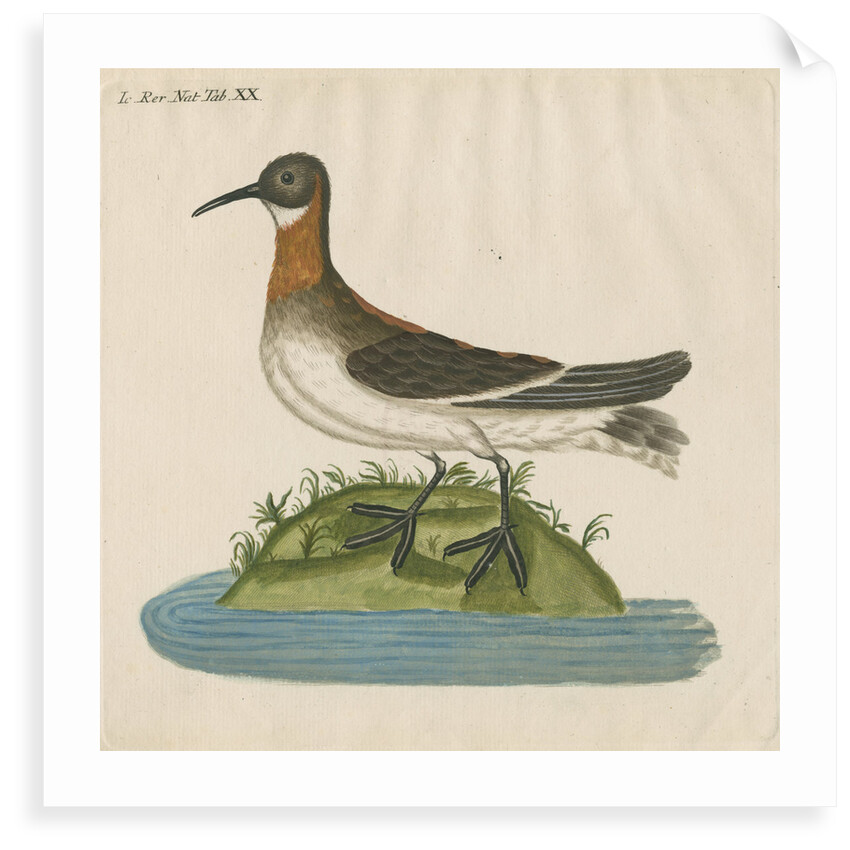 'Le Coq Dodin' [Red-necked phalarope] by Anonymous