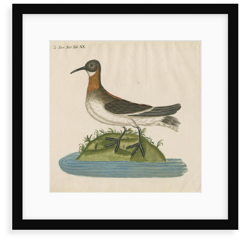 'Le Coq Dodin' [Red-necked phalarope] by Anonymous