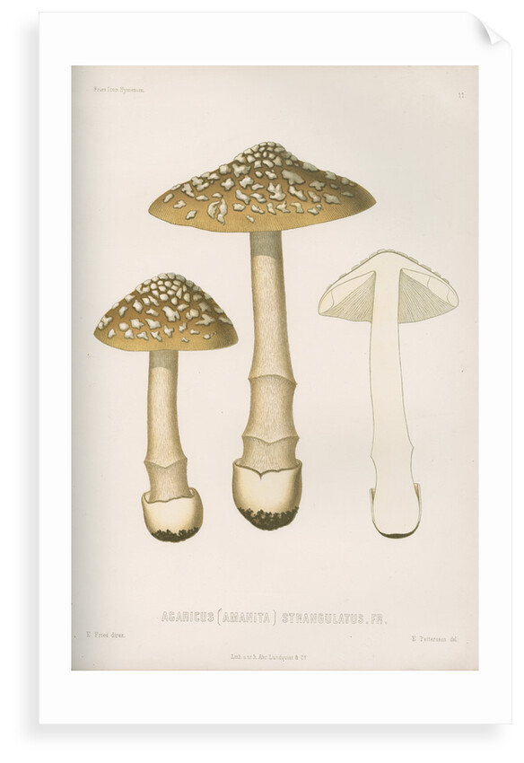 'Agaricus (Amarnita) Strangulaus' [Snakeskin Grisette mushroom] by Abraham Lundquist & Company