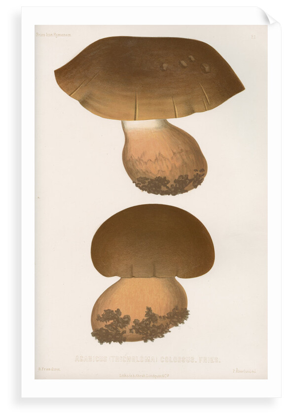 'Agaricus (Tricholoma) Colossus' [Giant Knight mushroom] by Abraham Lundquist & Company