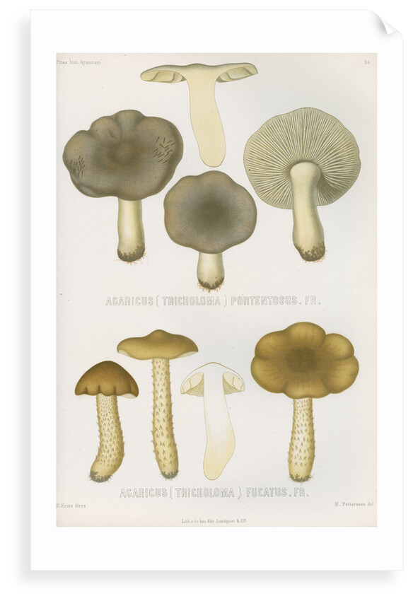 'Agaricus (Tricholoma) Portentosus' [Dingy Agaric mushroom] and 'Agaricus (Tricoloma) Fucatus' by Abraham Lundquist & Company
