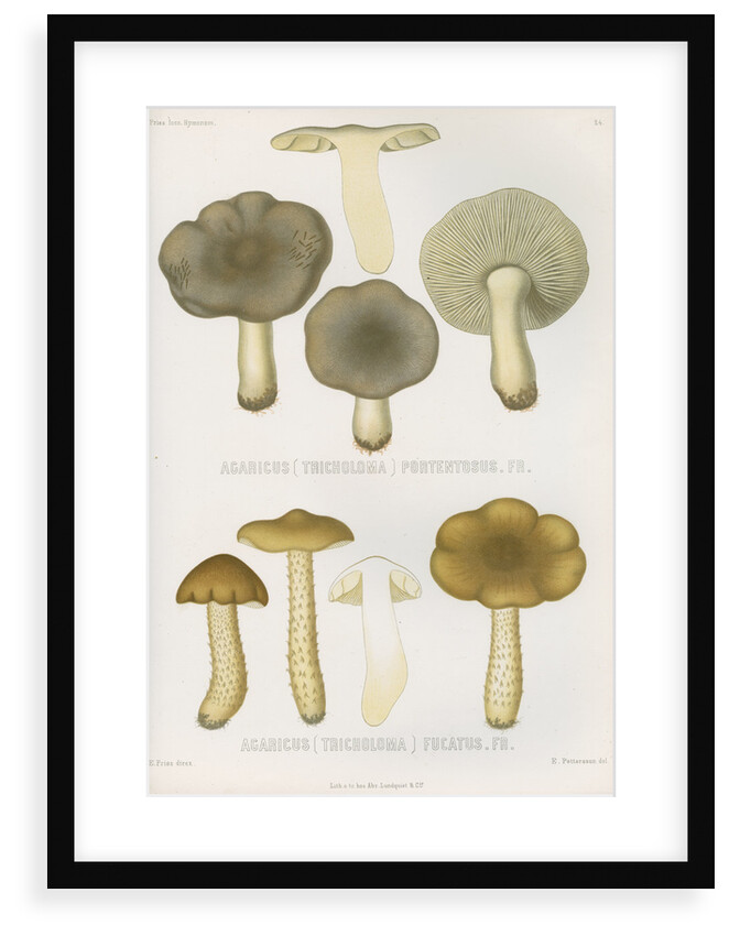 'Agaricus (Tricholoma) Portentosus' [Dingy Agaric mushroom] and 'Agaricus (Tricoloma) Fucatus' by Abraham Lundquist & Company