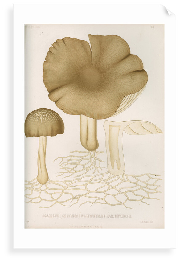 'Agaricus (Collybia) Platyphyllus' [mushrooms] by Abraham Lundquist & Company