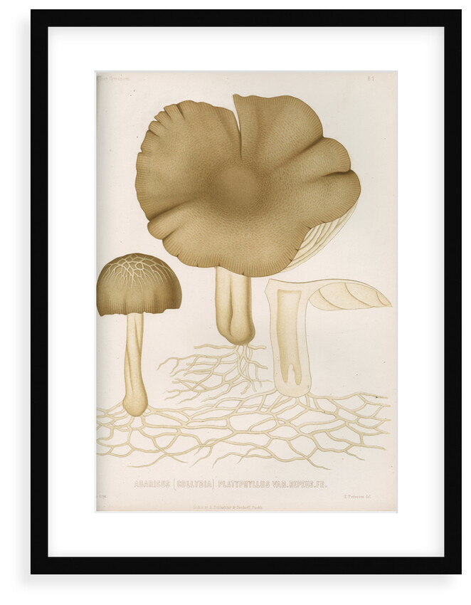 'Agaricus (Collybia) Platyphyllus' [mushrooms] by Abraham Lundquist & Company