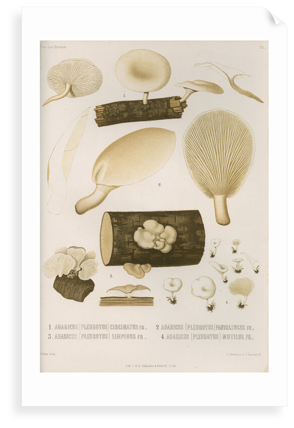 Specimens of Pleurotus [Oyster mushrooms] by Abraham Lundquist & Company