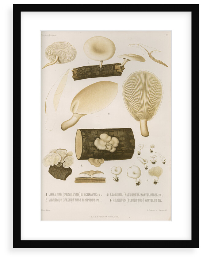 Specimens of Pleurotus [Oyster mushrooms] by Abraham Lundquist & Company