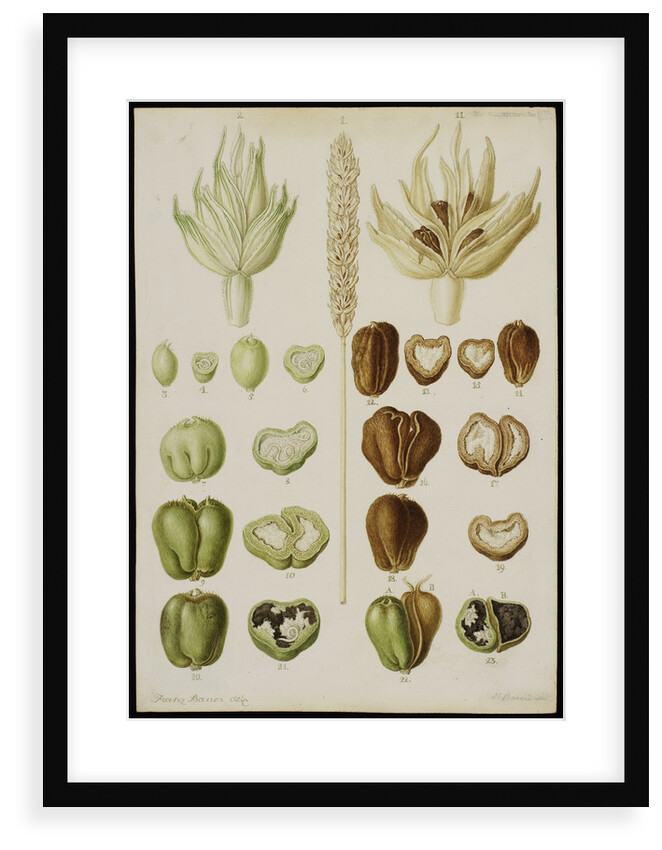 Wheat infested with Vibrio tritici by Franz Andreas Bauer