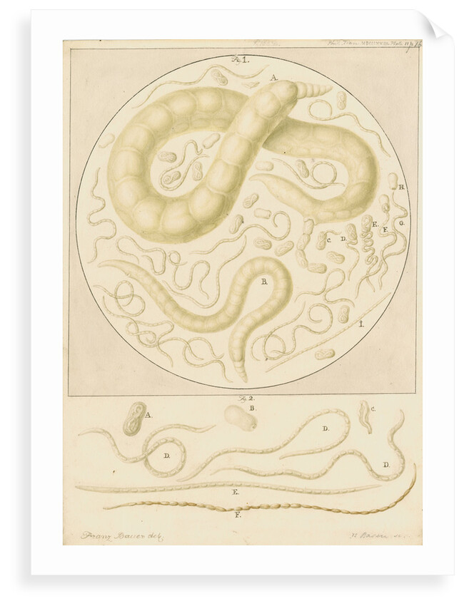 Vibrio tritici nemotode worms by Franz Andreas Bauer