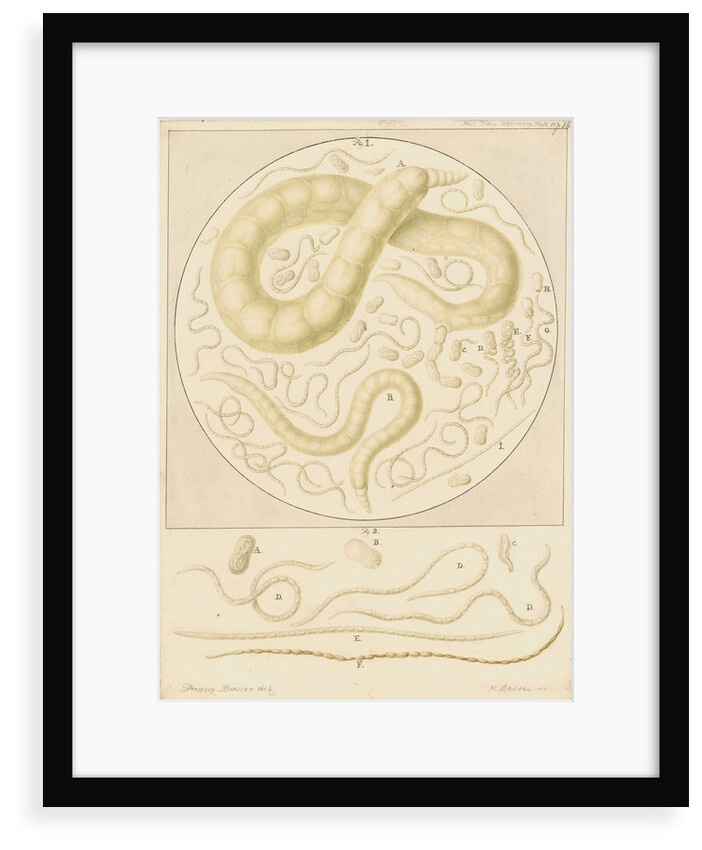 Vibrio tritici nemotode worms by Franz Andreas Bauer