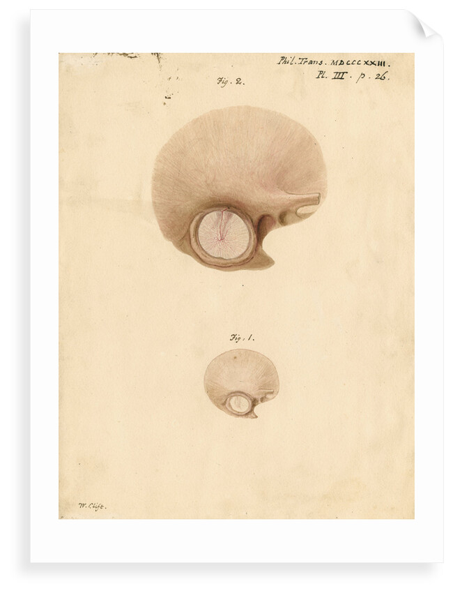 The human eardrum by William Clift