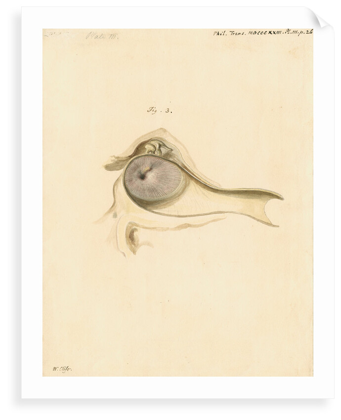 Indian elephant eardrum by William Clift