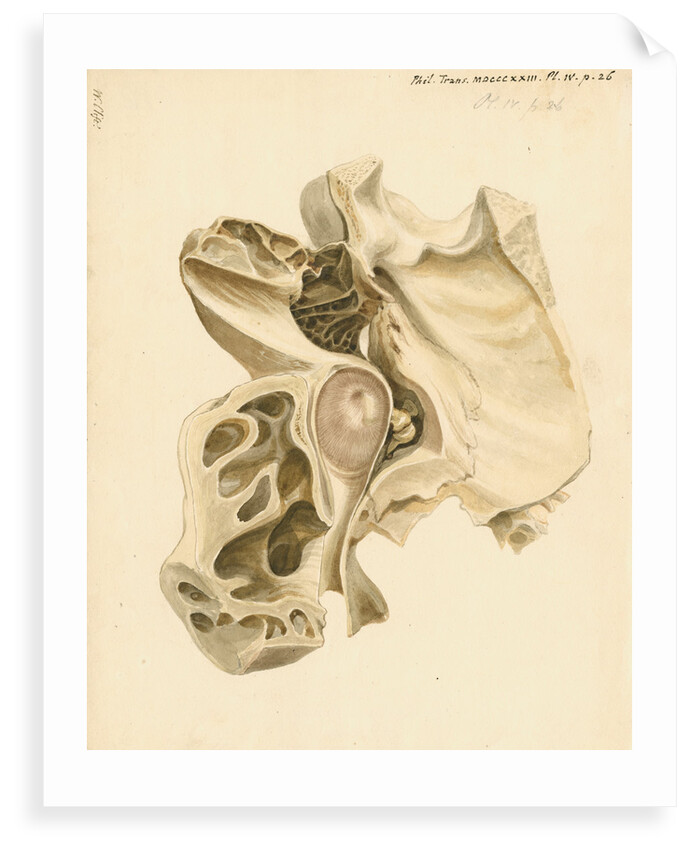 Indian elephant eardrum and mastoid cells by William Clift