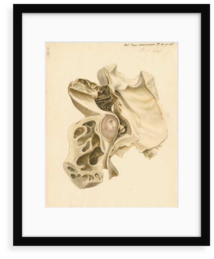 Indian elephant eardrum and mastoid cells by William Clift