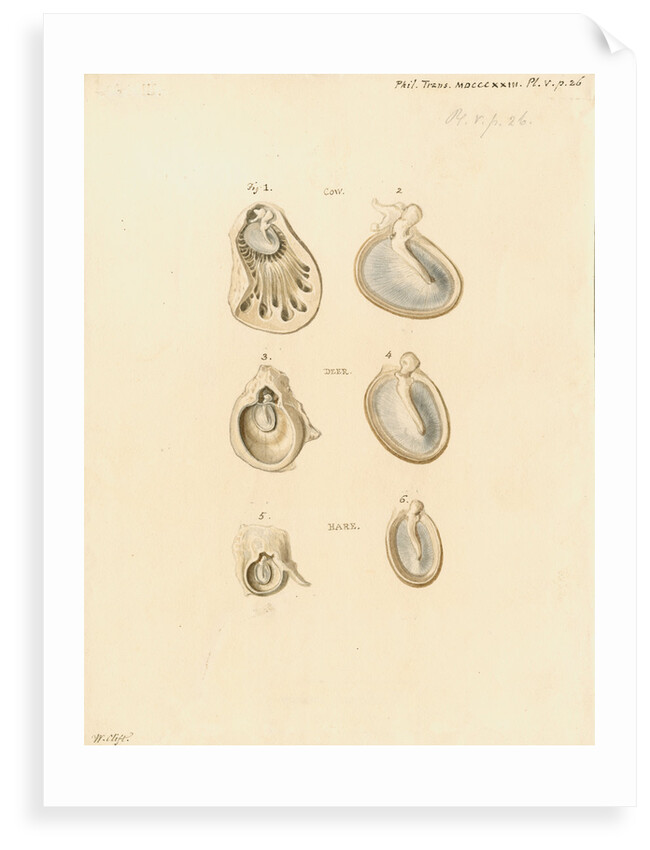 Eardrums of cattle, deer and hare by William Clift