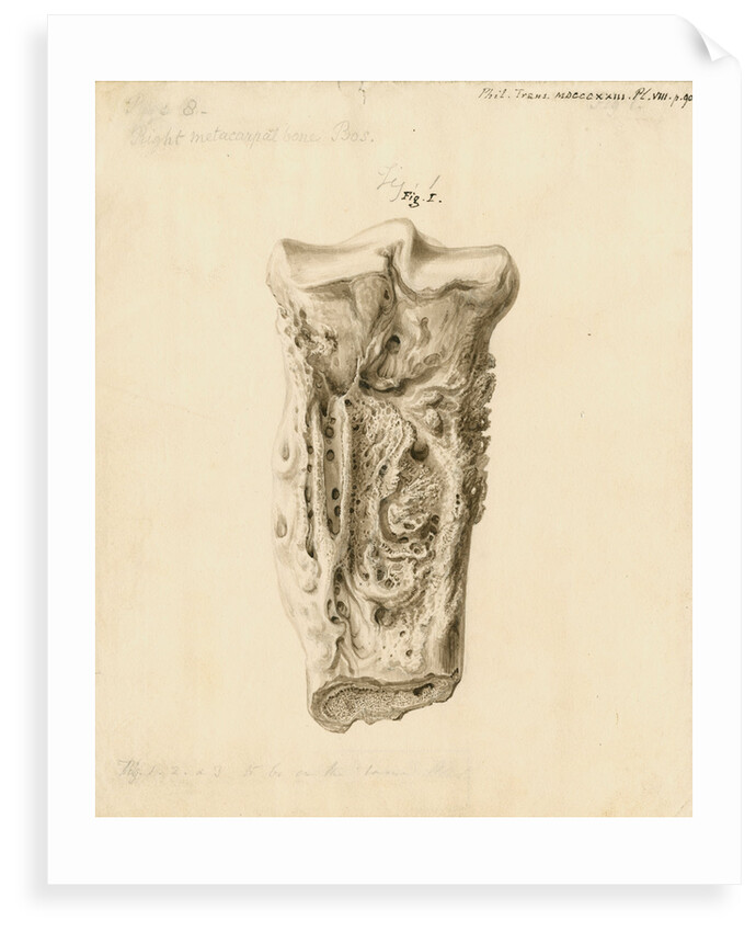 Fossil metatarsal bone of a bos by William Clift