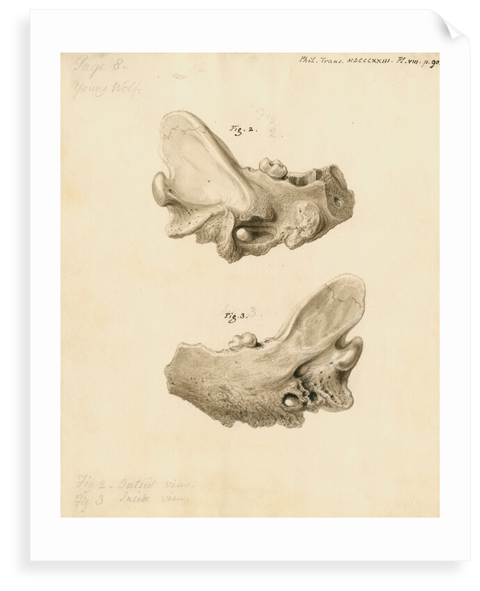 Fossil wolf jawbone by William Clift