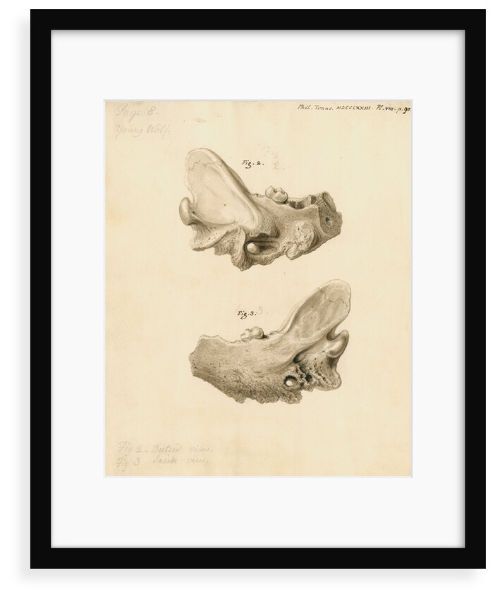 Fossil wolf jawbone by William Clift