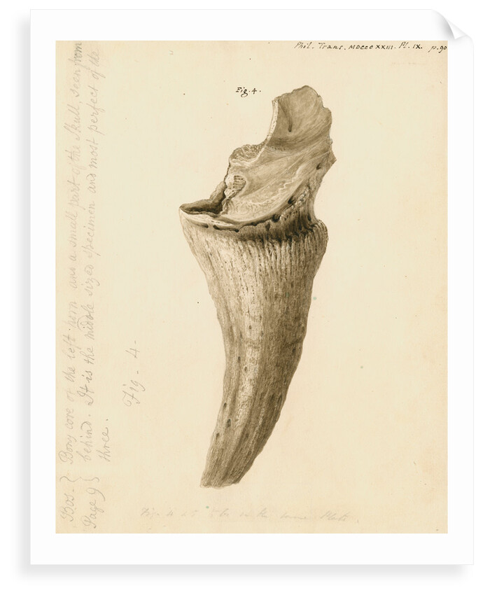 Fossil horn core of a bos by William Clift