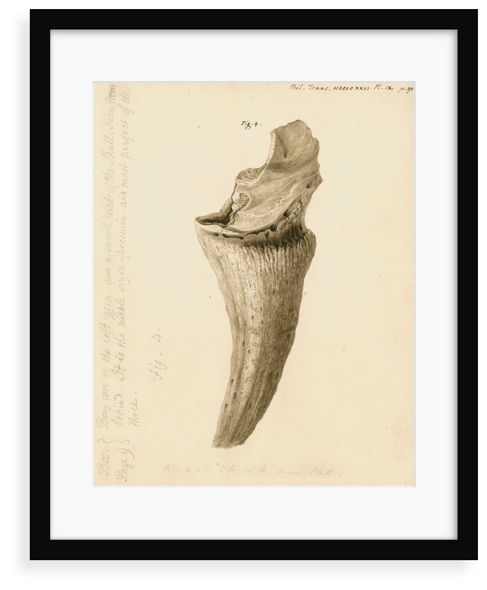 Fossil horn core of a bos by William Clift