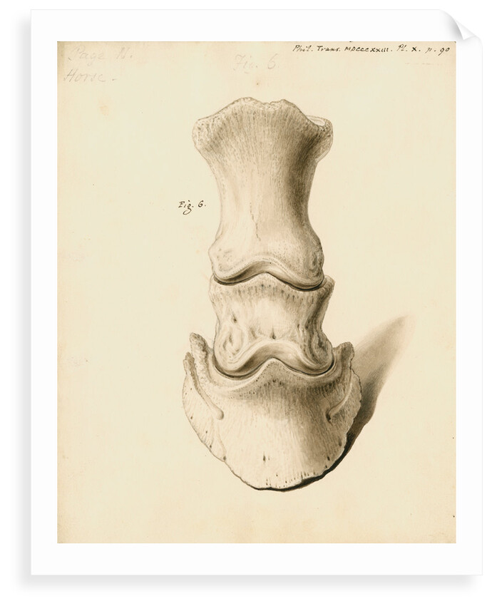 Fossil horse foot by William Clift